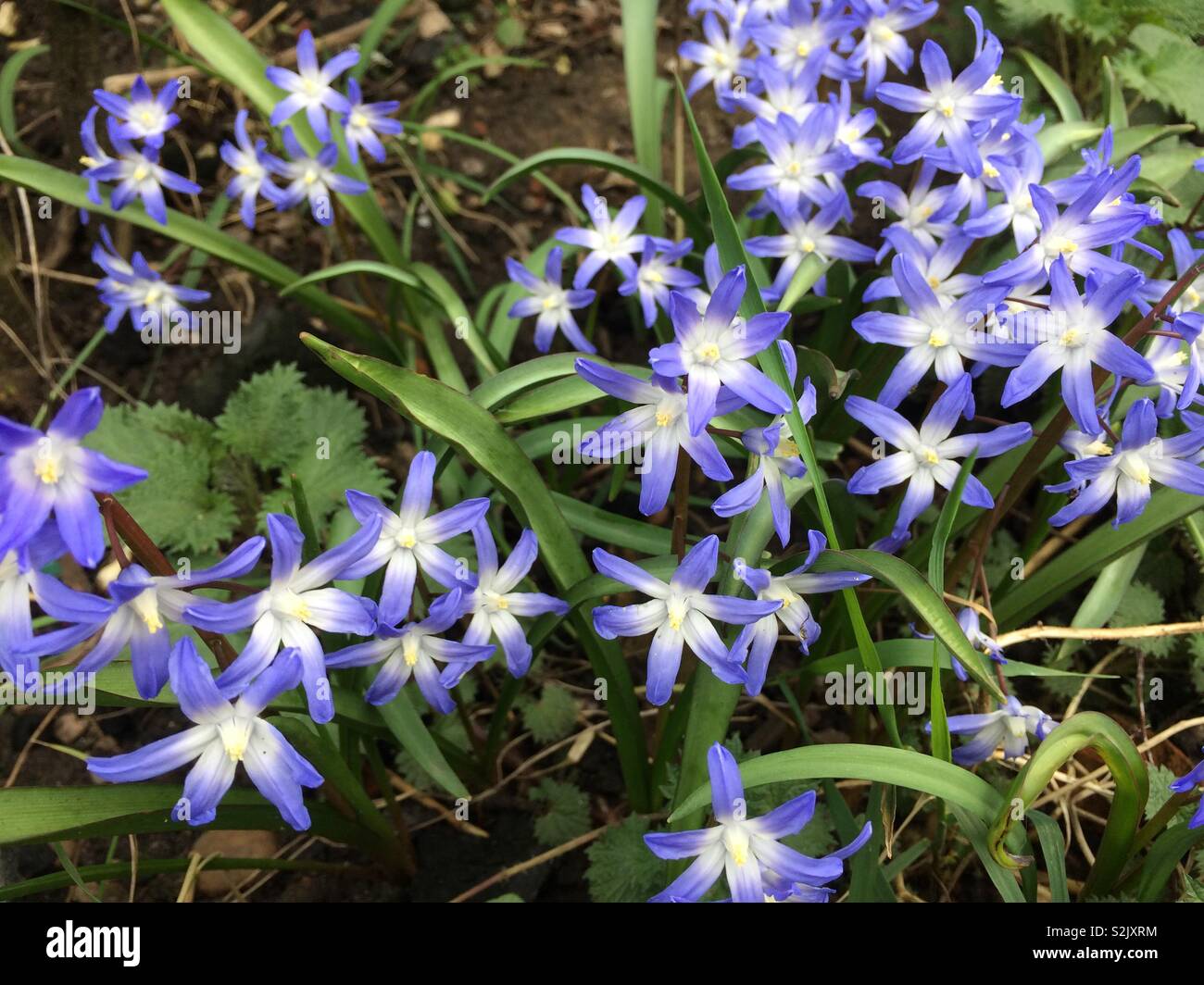 Blue spring flowers Stock Photo Alamy