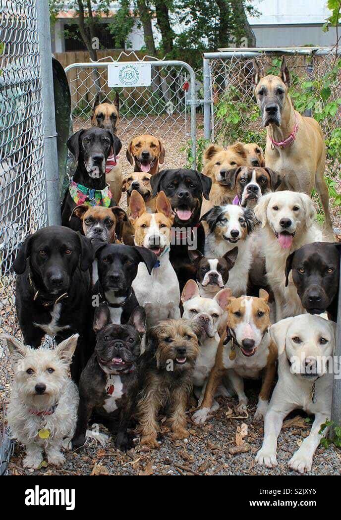 puppy daycare