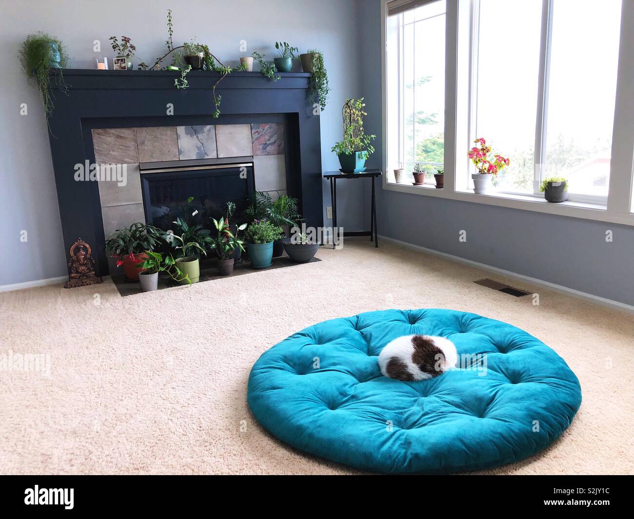 Cat sleeping on a large cushion Stock Photo Alamy