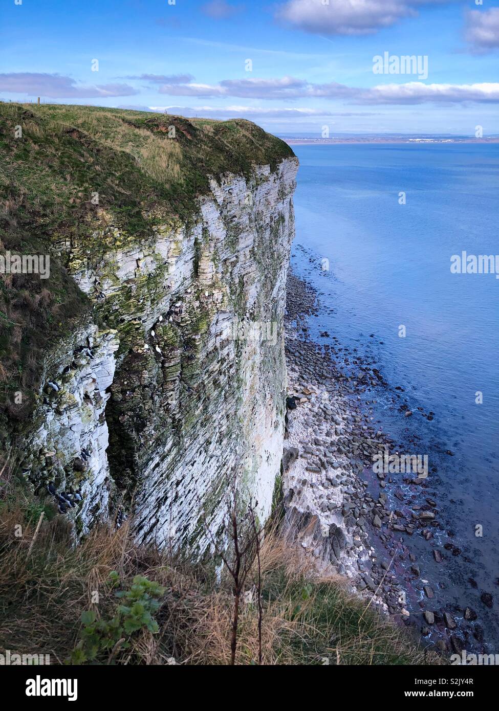 400ft chalk cliff face at Bempton, East Yorkshire, looking north over Filey Bay at low tide - Smartphone Captured Stock Image