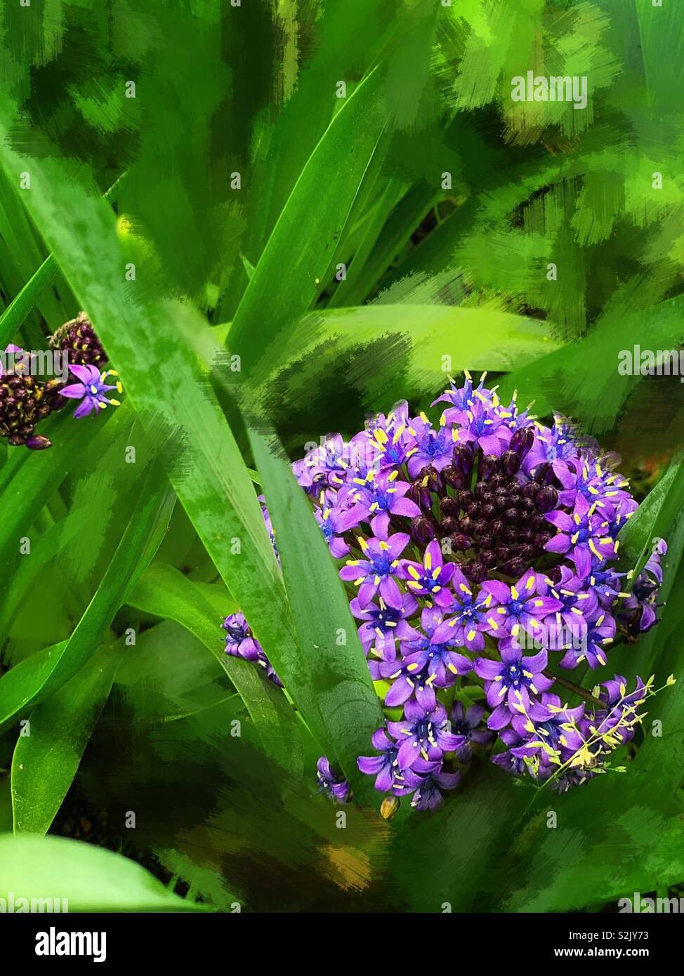 Purple Agapanthus Africanus Hoffmgg 紫色的百子蓮 別名是綠花君子蘭 Stock Photo Alamy