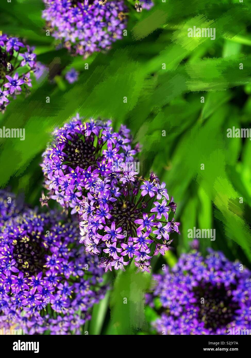 Purple Agapanthus Africanus Hoffmgg 紫色的百子蓮 別名是綠花君子蘭 Stock Photo Alamy