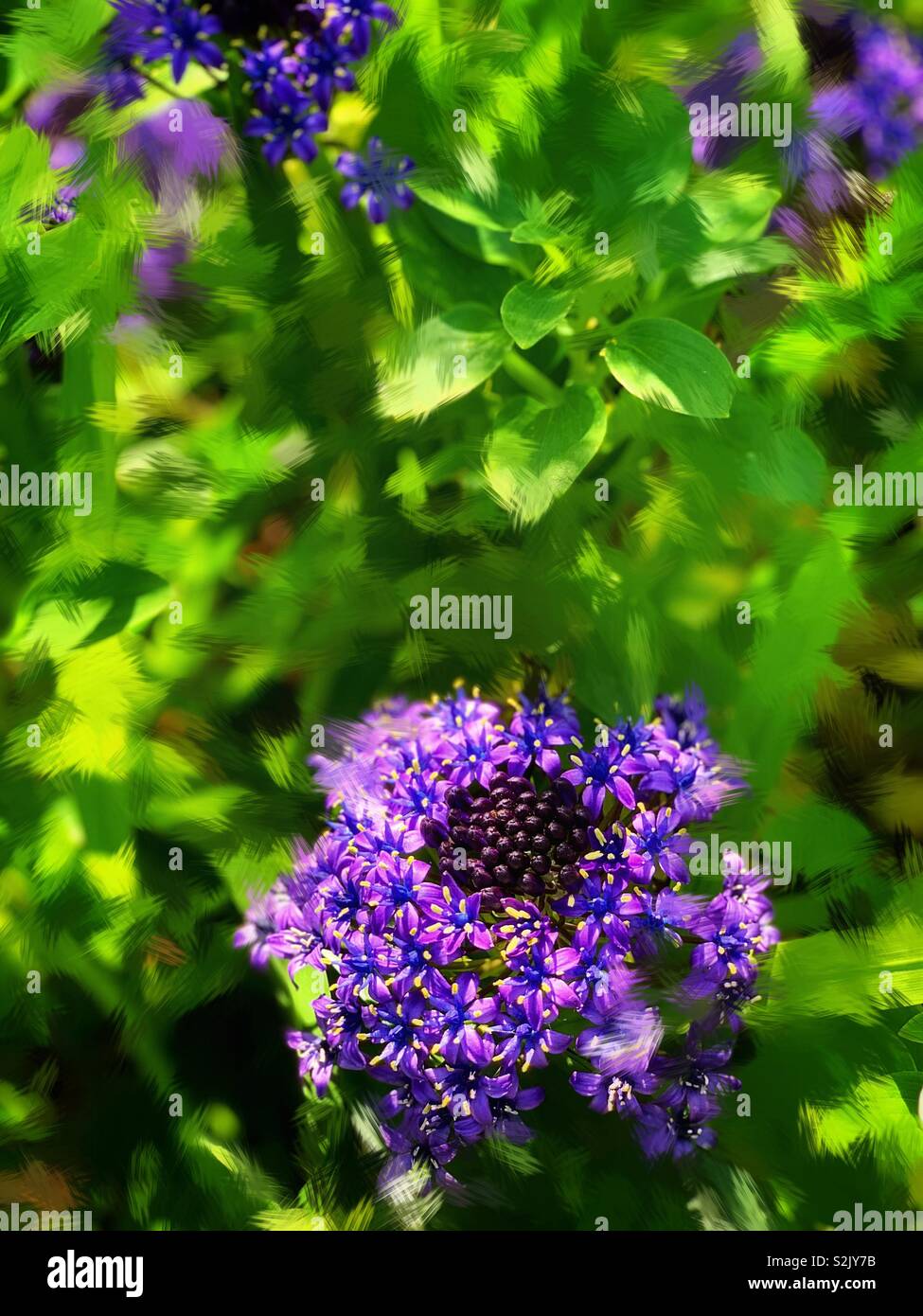 Purple Agapanthus Africanus Hoffmgg 紫色的百子蓮 別名是綠花君子蘭 Stock Photo Alamy Purple Agapanthus Africanus Hoffmgg 紫色的百子蓮 別名是綠花君子蘭 Stock Photo Alamy