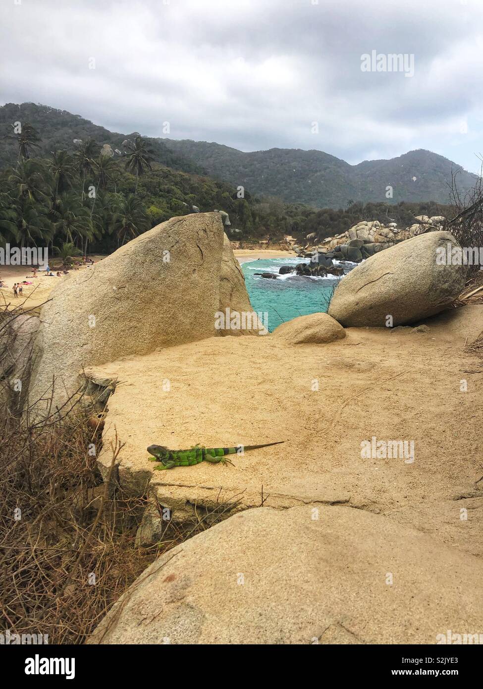 An iguana rest on a rock in Tayrona National Park, Santa Marta, Colombia. - Smartphone Captured Stock Image