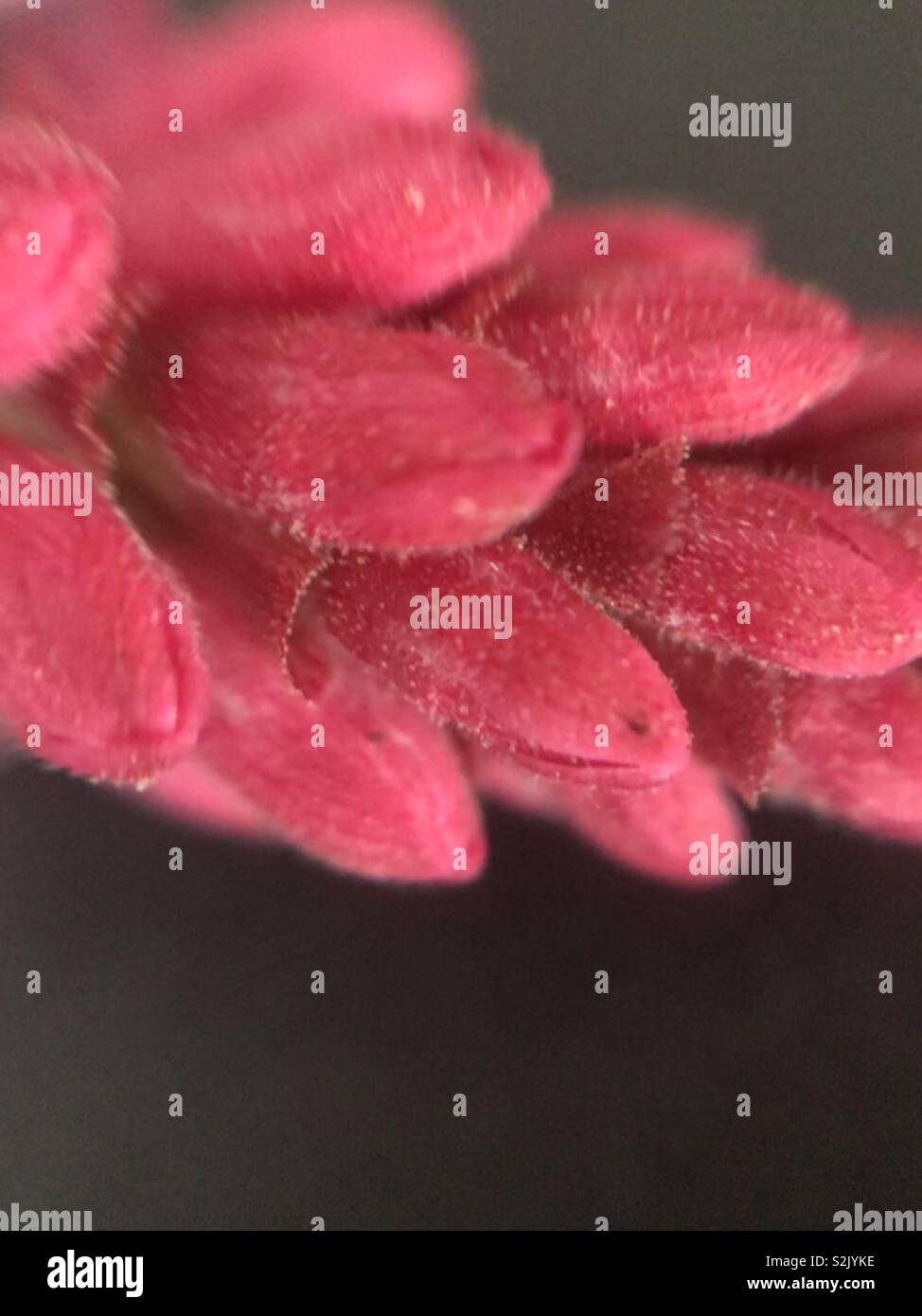 Ribes sanguineum glutinosum 'Claremont' pink flowering currant Stock Photo