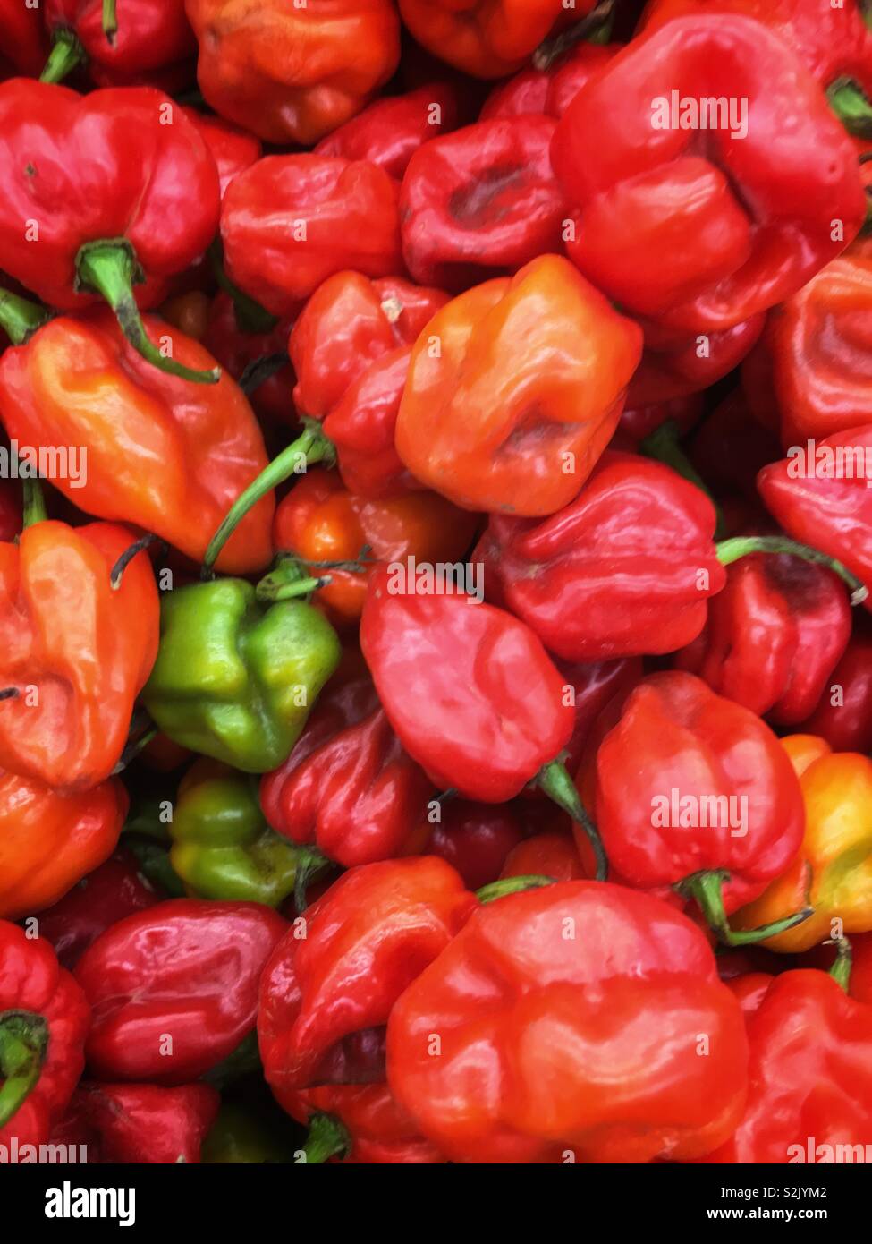 Full frame of Fresh hot and spicy red habanero peppers piled in a bin for sale and on display at the local produce market. Stock Photo