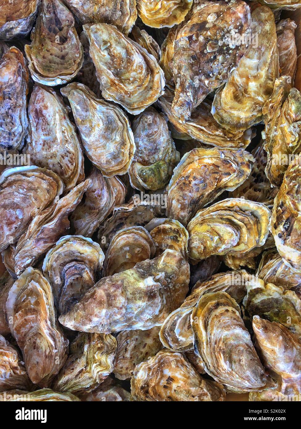 Fresh live oysters for sale in a french fishmongers Stock Photo