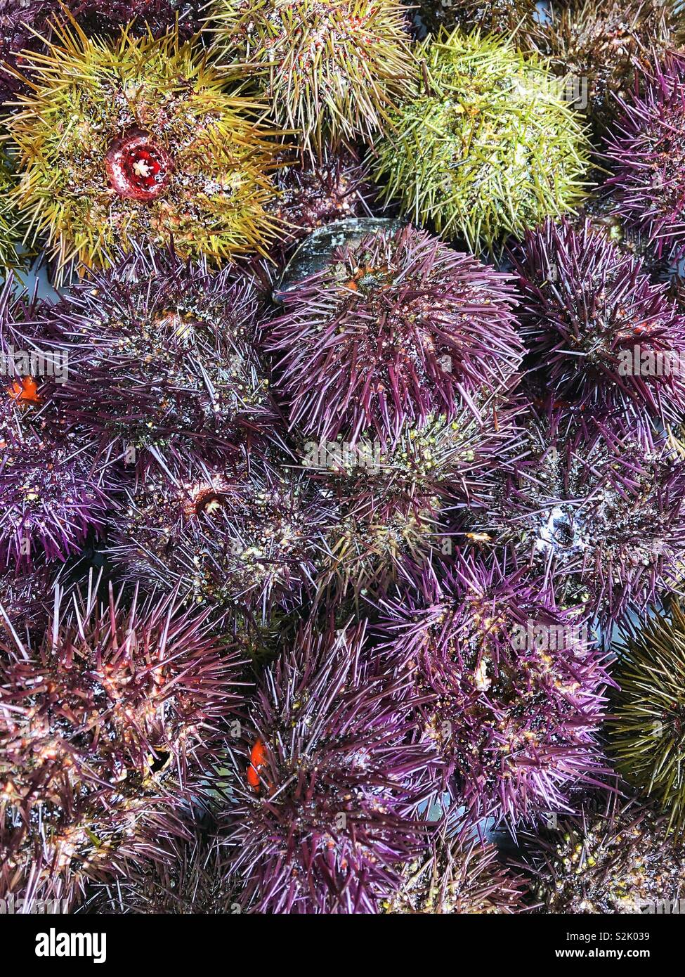 Fresh sea urchins for sale in a french fishmongers Stock Photo Alamy