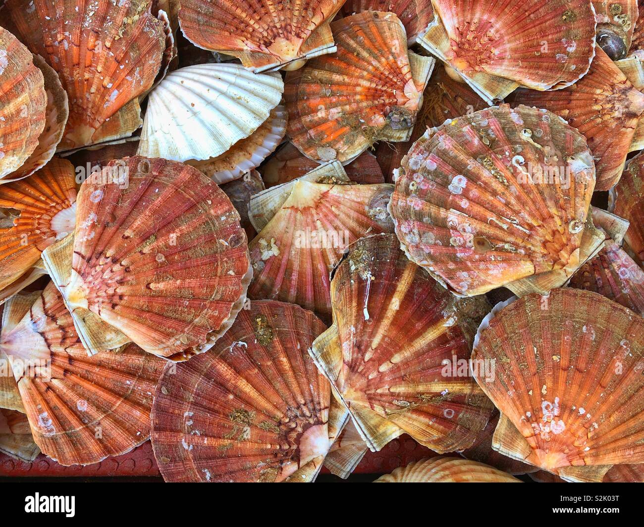 Sea Scallops Alive
