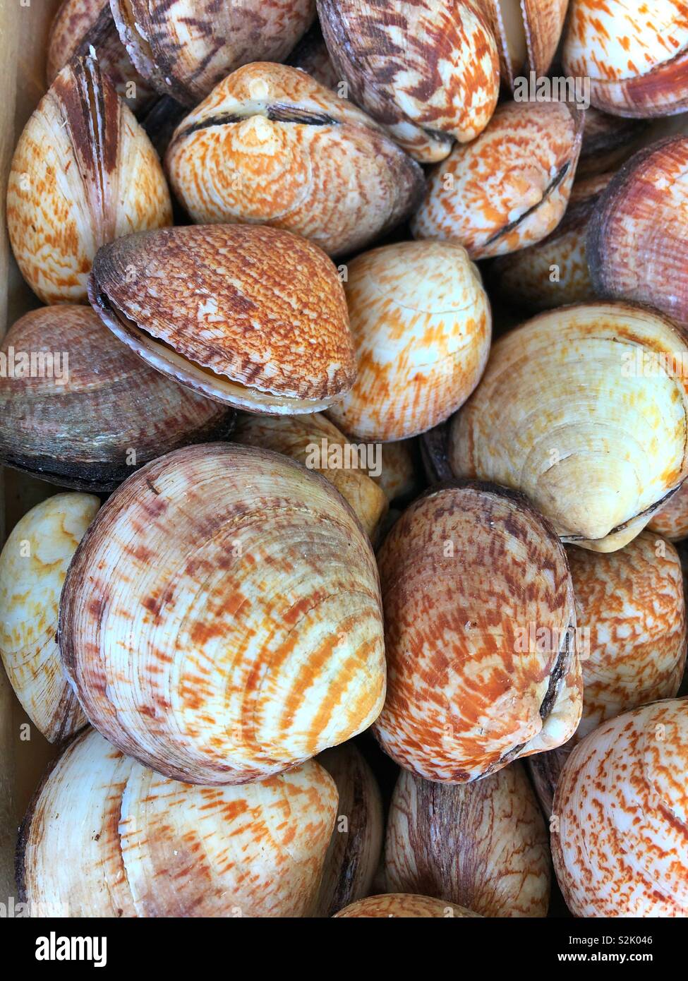 Dog cockles (clams) Glycymeris glycymeris, in a fishmongers Stock Photo