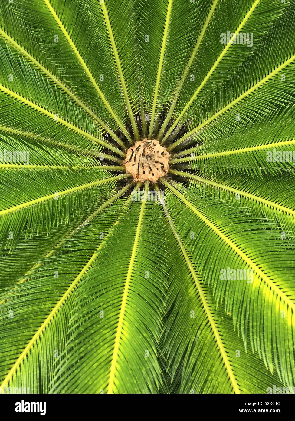 Spiral palm tree hi-res stock photography and images - Alamy