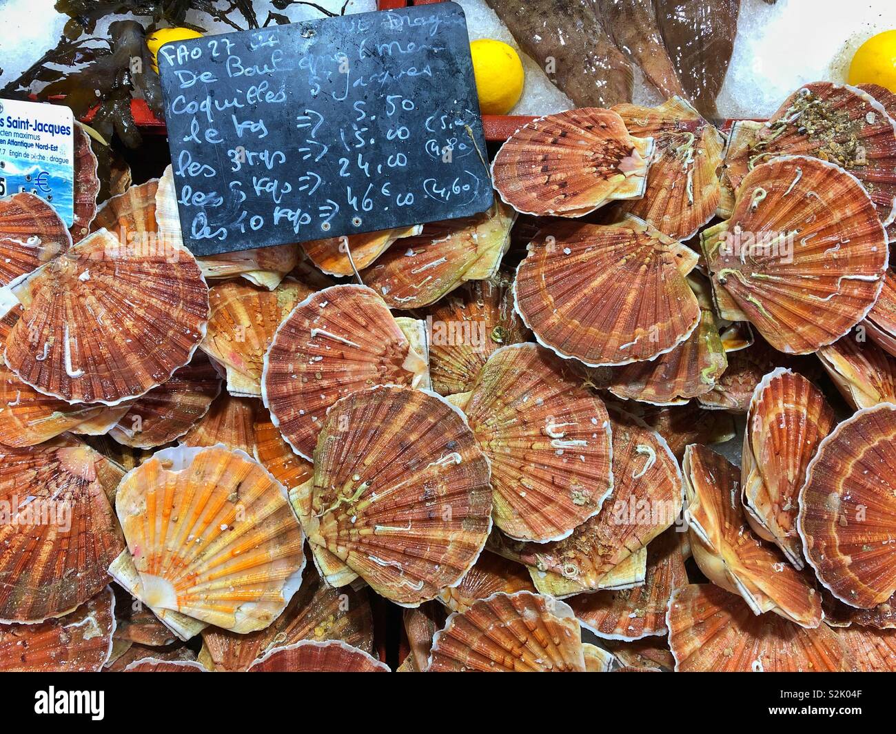 Live scallops hires stock photography and images Alamy