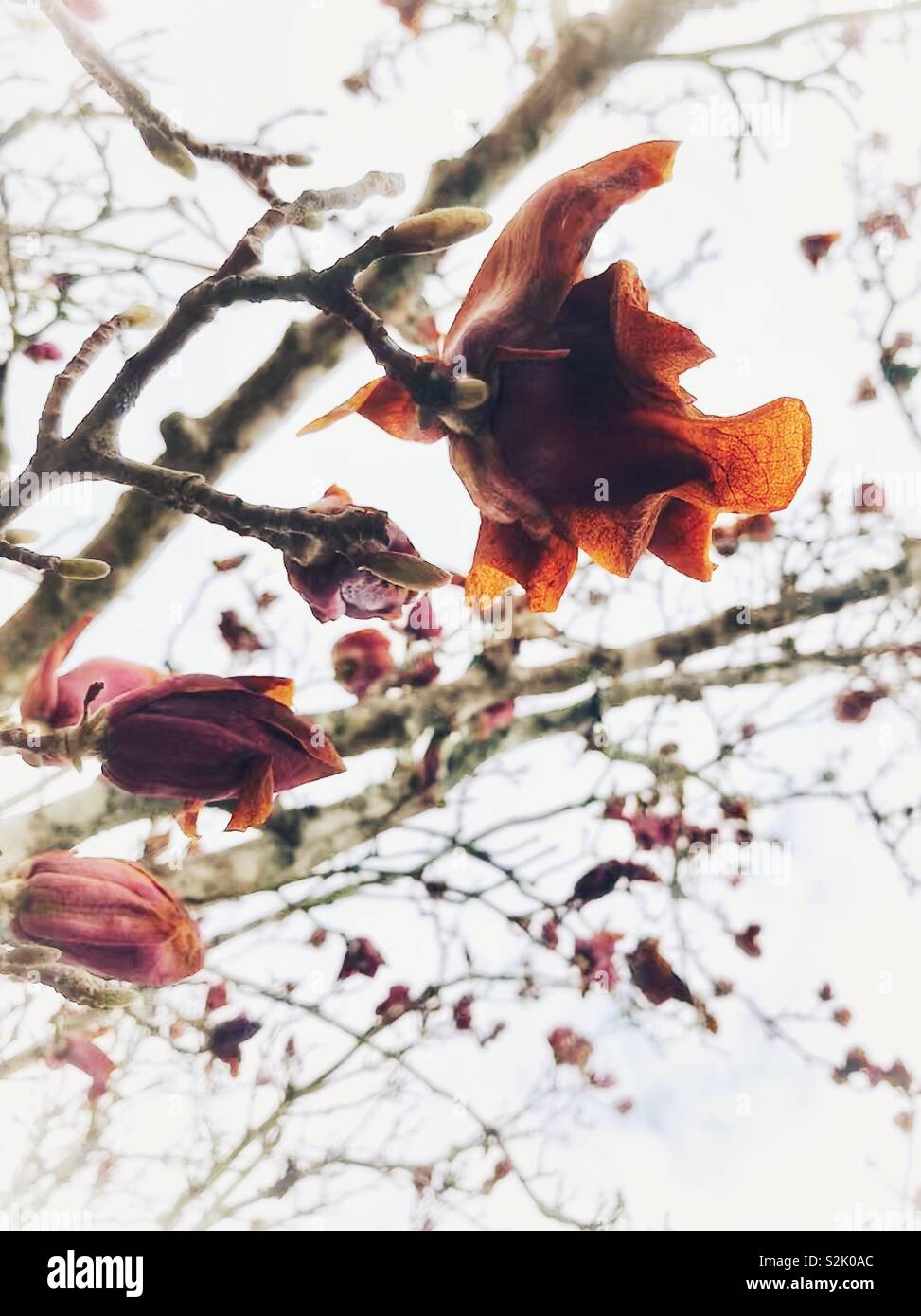 Frozen tulip magnolia blossoms, though dead and discolored, still cling to the tree in North Carolina - Smartphone Captured Stock Image