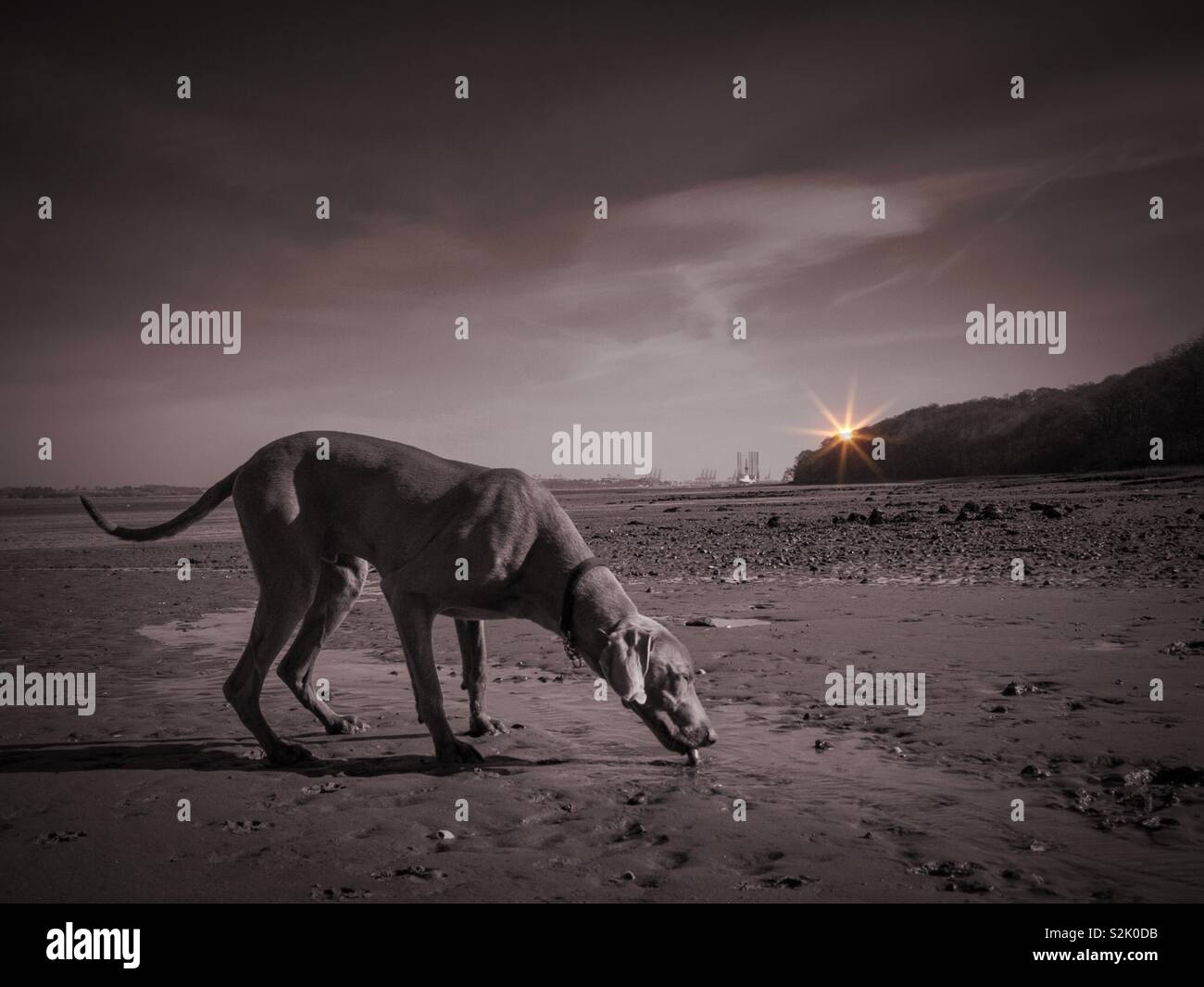 Drinking dog Stock Photo