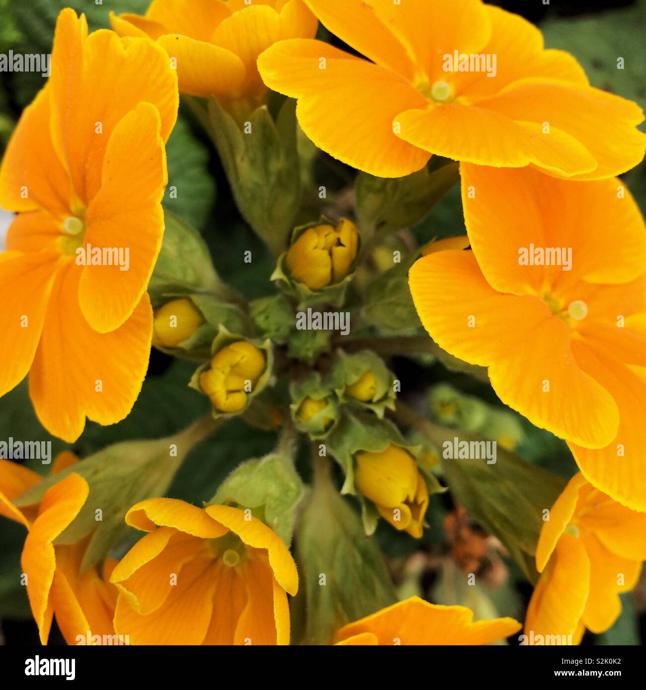 Primrose in flower and bud - Smartphone Captured Stock Image