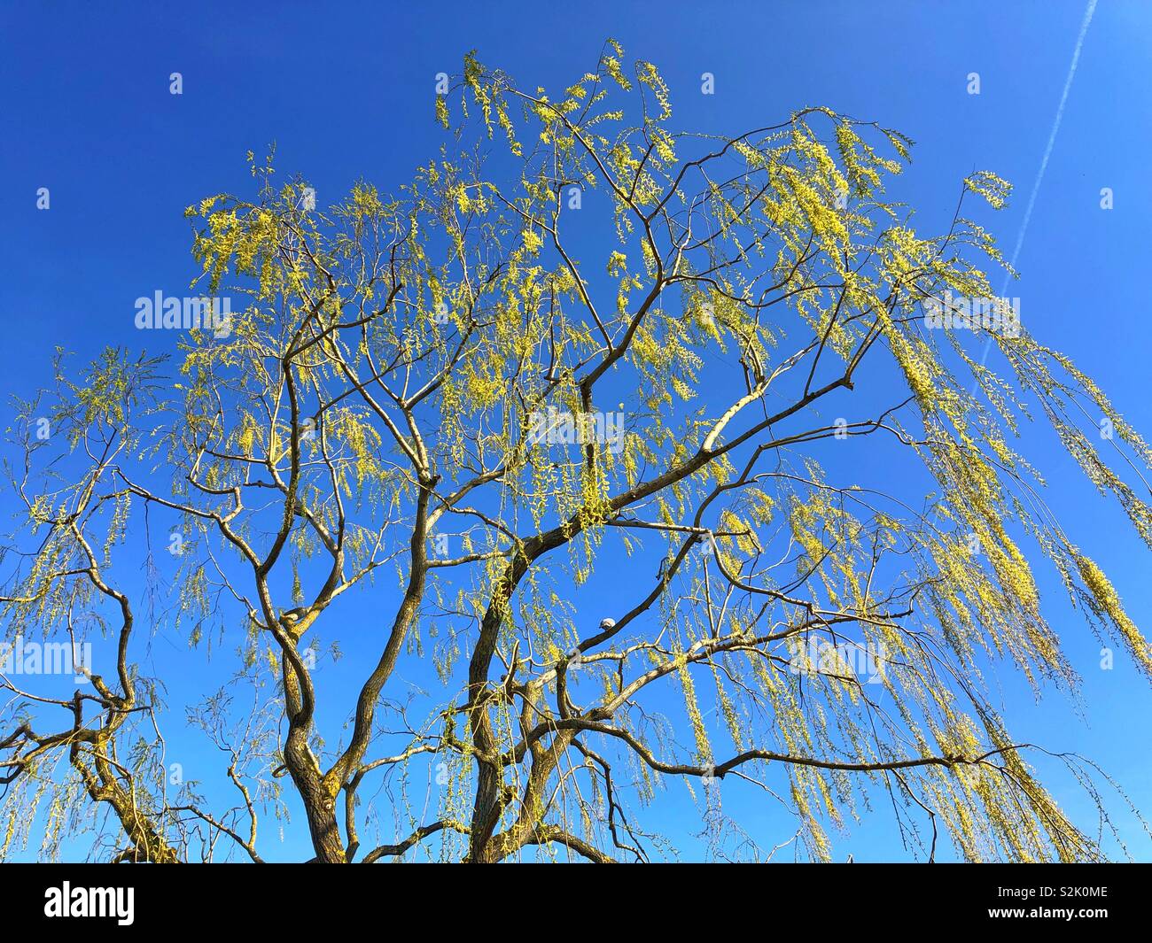 Weeping Willow tree with fresh leaves just appearing in March. - Smartphone Captured Stock Image
