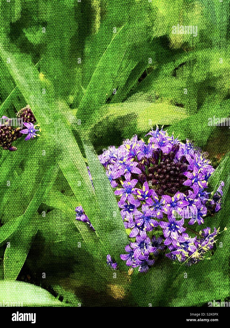 Purple Agapanthus Africanus Hoffmgg 紫色的百子蓮 別名是綠花君子蘭 Stock Photo Alamy
