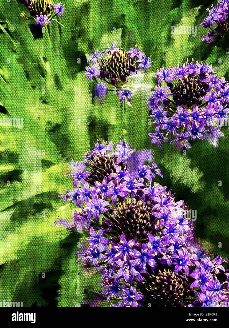 Purple Agapanthus Africanus Hoffmgg 紫色的百子蓮 別名是綠花君子蘭 Stock Photo Alamy