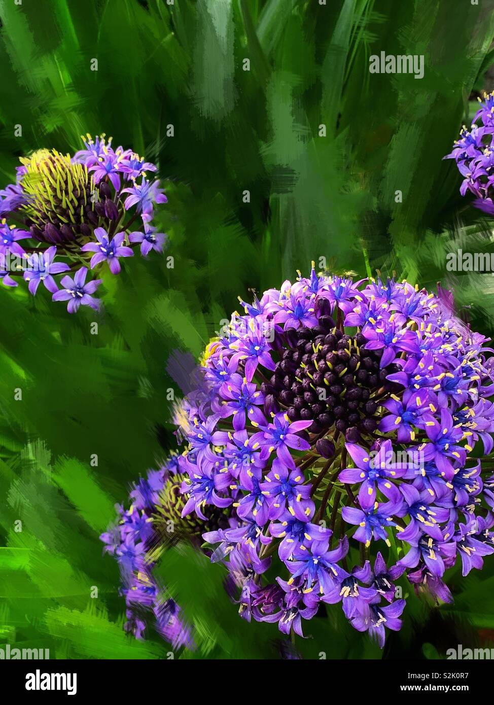 Purple Agapanthus Africanus Hoffmgg 紫色的百子蓮 別名是綠花君子蘭 Stock Photo Alamy Purple Agapanthus Africanus Hoffmgg 紫色的百子蓮 別名是綠花君子蘭 Stock Photo Alamy