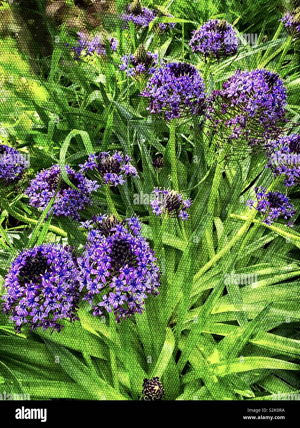 Purple Agapanthus Africanus Hoffmgg 紫色的百子蓮 別名是綠花君子蘭 Stock Photo Alamy