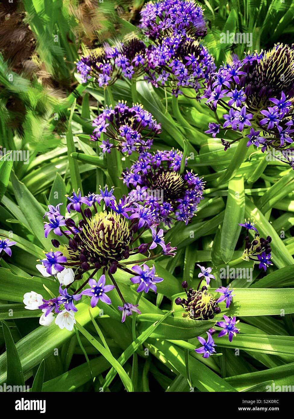 Purple Agapanthus Africanus Hoffmgg 紫色的百子蓮 別名是綠花君子蘭 Stock Photo Alamy