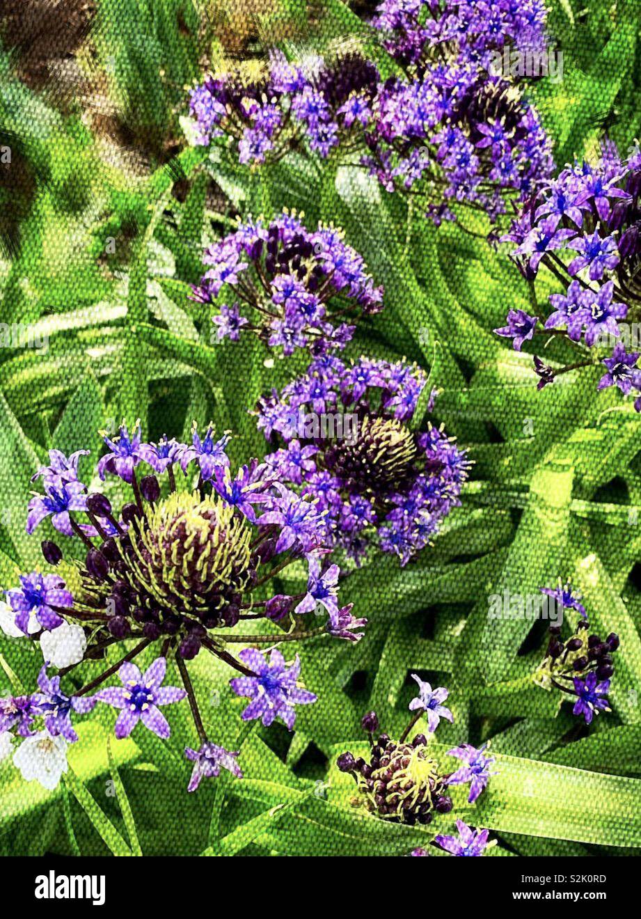 Purple Agapanthus Africanus Hoffmgg 紫色的百子蓮 別名是綠花君子蘭 Stock Photo Alamy Purple Agapanthus Africanus Hoffmgg 紫色的百子蓮 別名是綠花君子蘭 Stock Photo Alamy