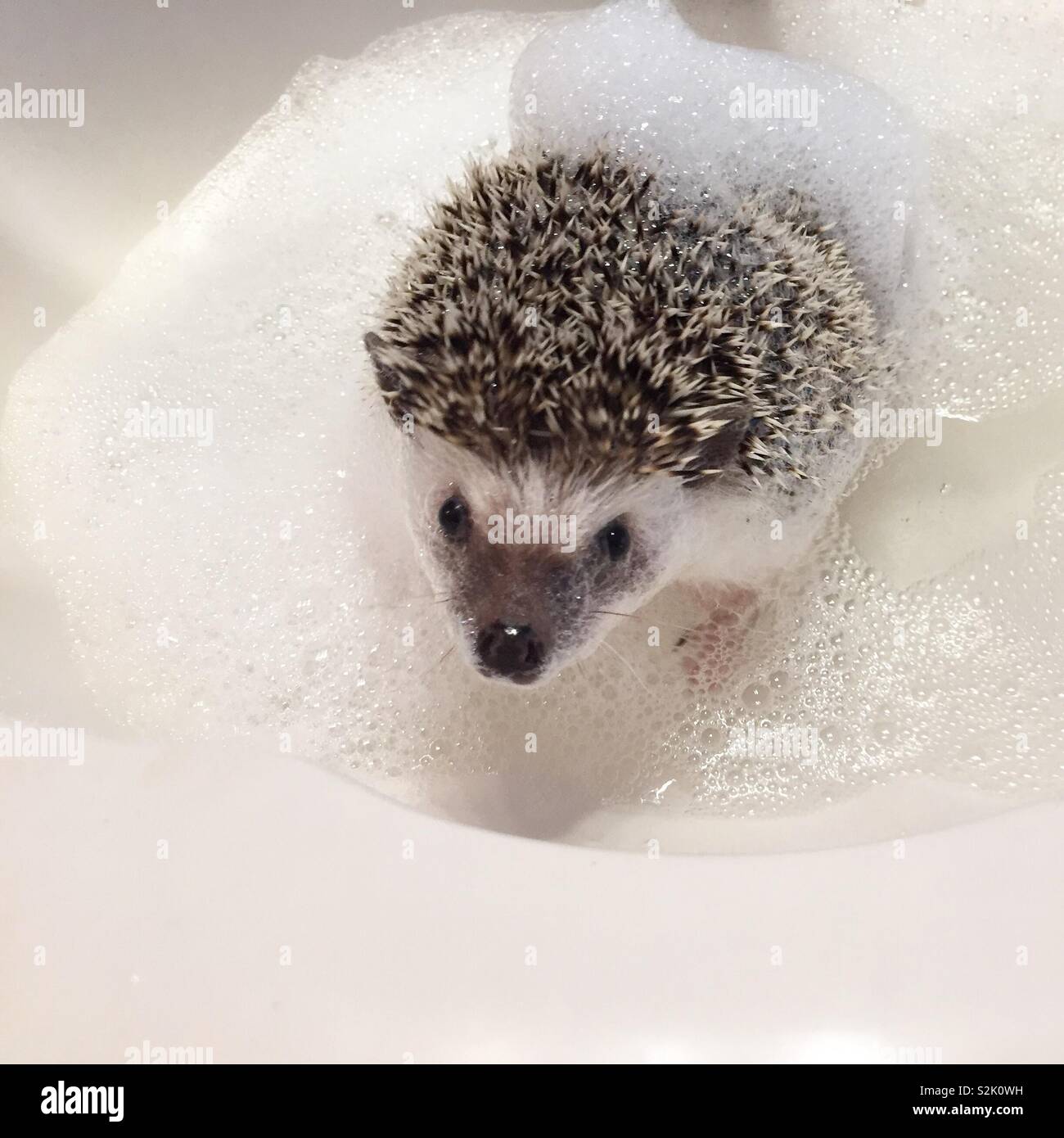 This little hedgehog is enjoying her weekly bubble bath to keep her skin soft and smooth! Stock Photo