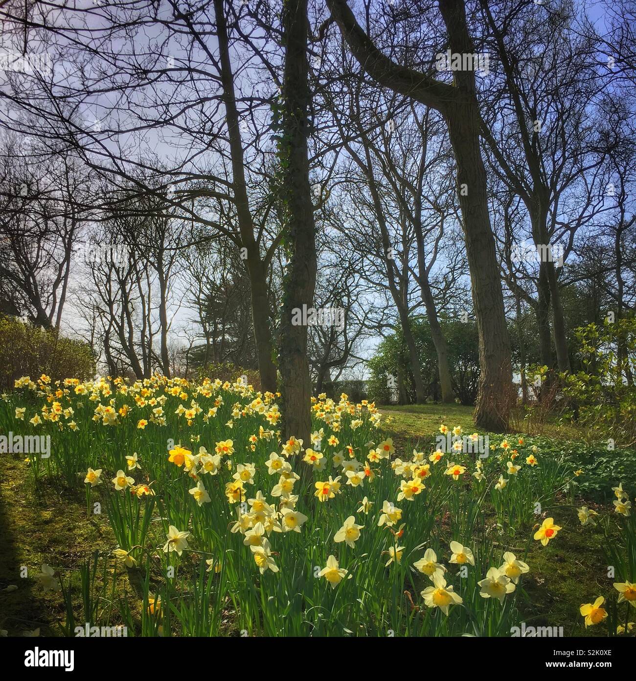 Spring daffodils in Stanley Park, Blackpool Stock Photo