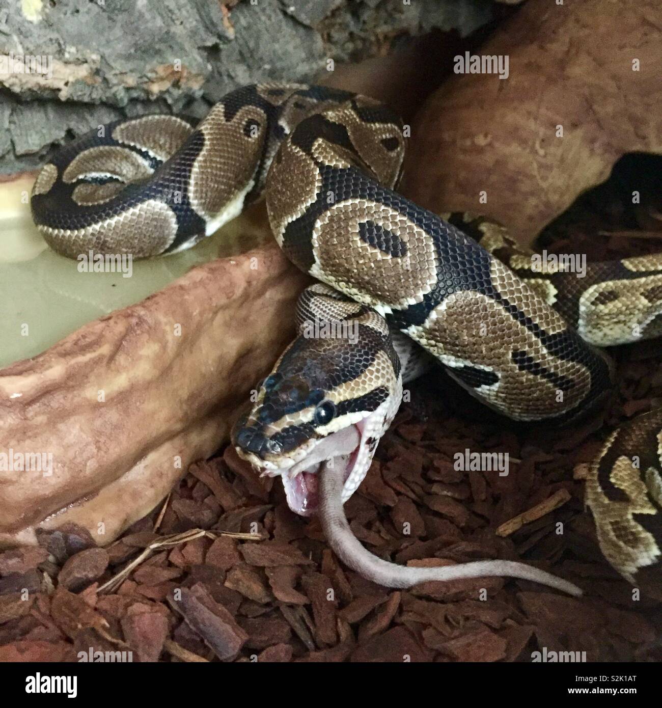 Python eating hi-res stock photography and images - Alamy
