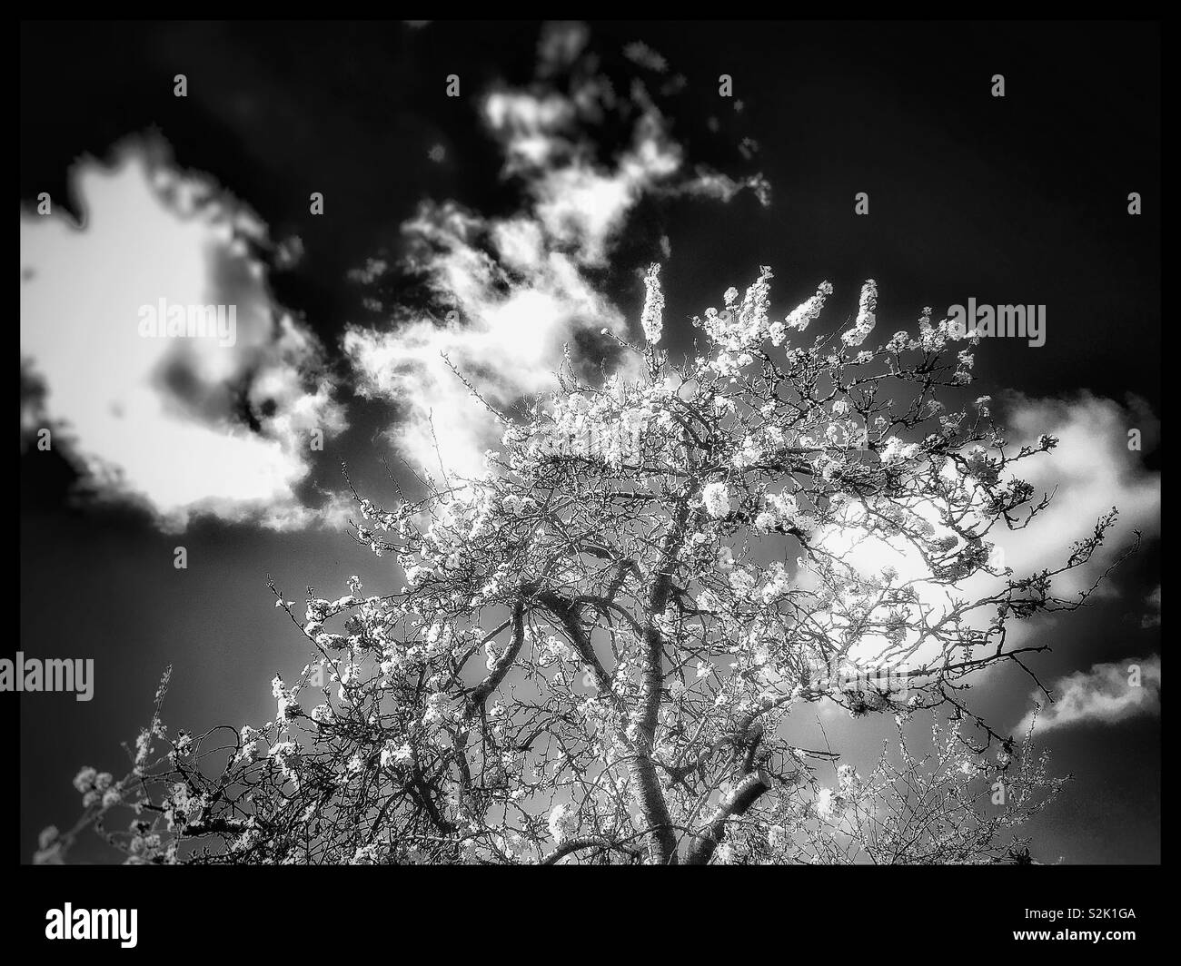 Blossom and Clouds. - Smartphone Captured Stock Image