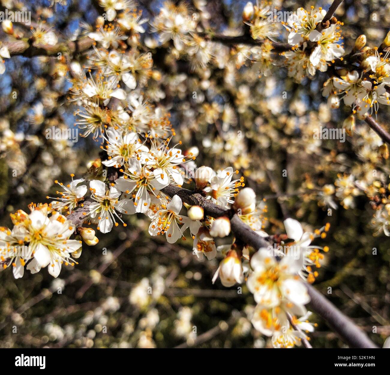 Blackthorn blossom Stock Photo