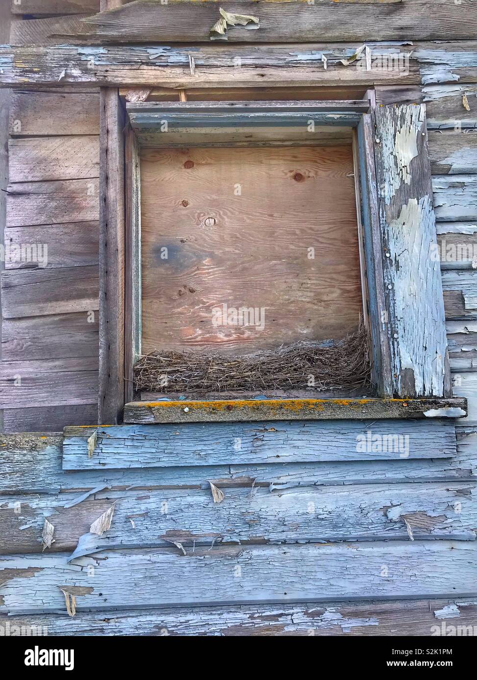 Old nests in an old window of an old barn - Smartphone Captured Stock Image