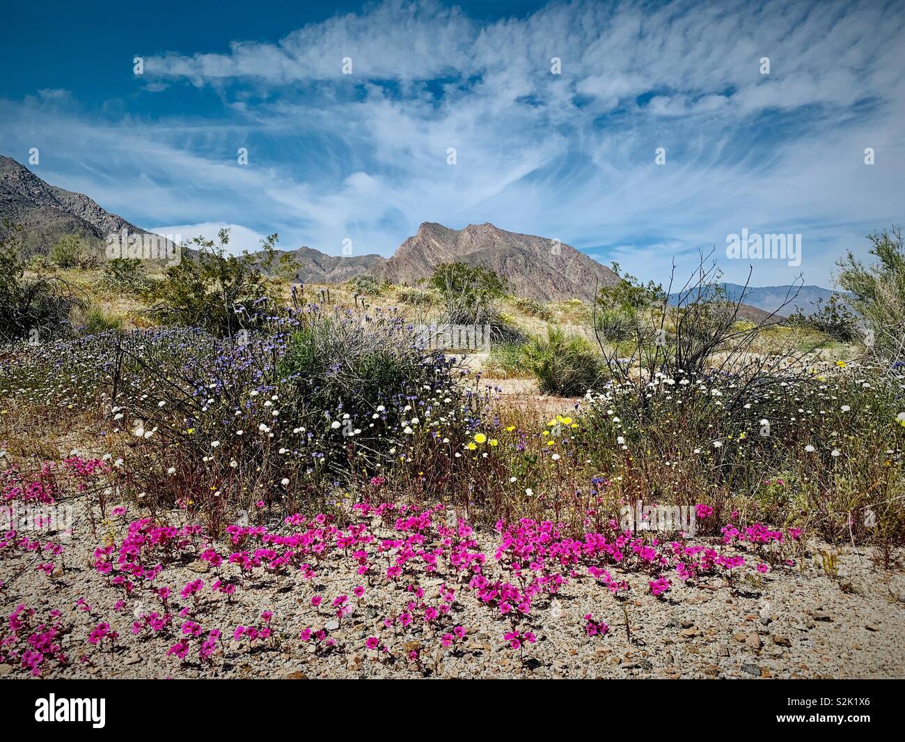 A landscape photo showing wildflowers in the desert of Anza Borrego State Park, in Southern California. Stock Photo