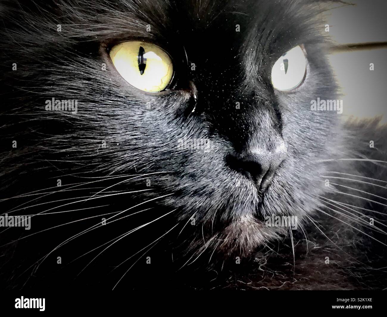 Black cat - Smartphone Captured Stock Image