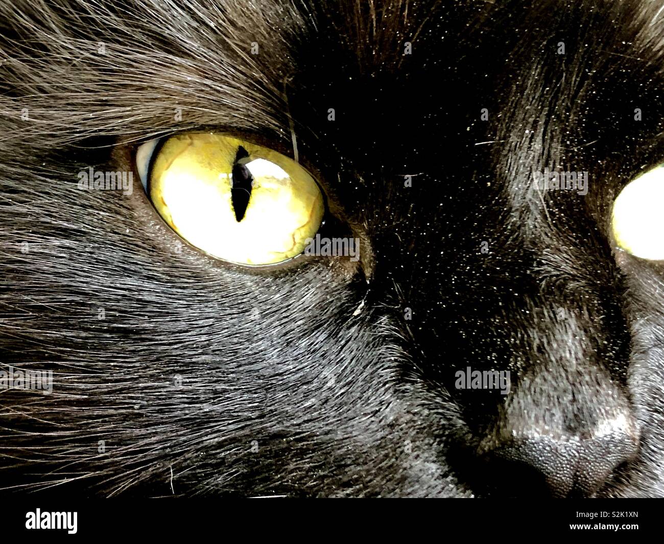 Partial view of a black cat’s face - Smartphone Captured Stock Image