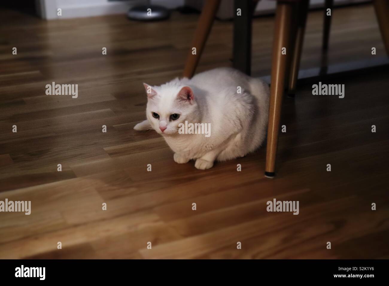 Cat Sitting on the floor Stock Photo Alamy