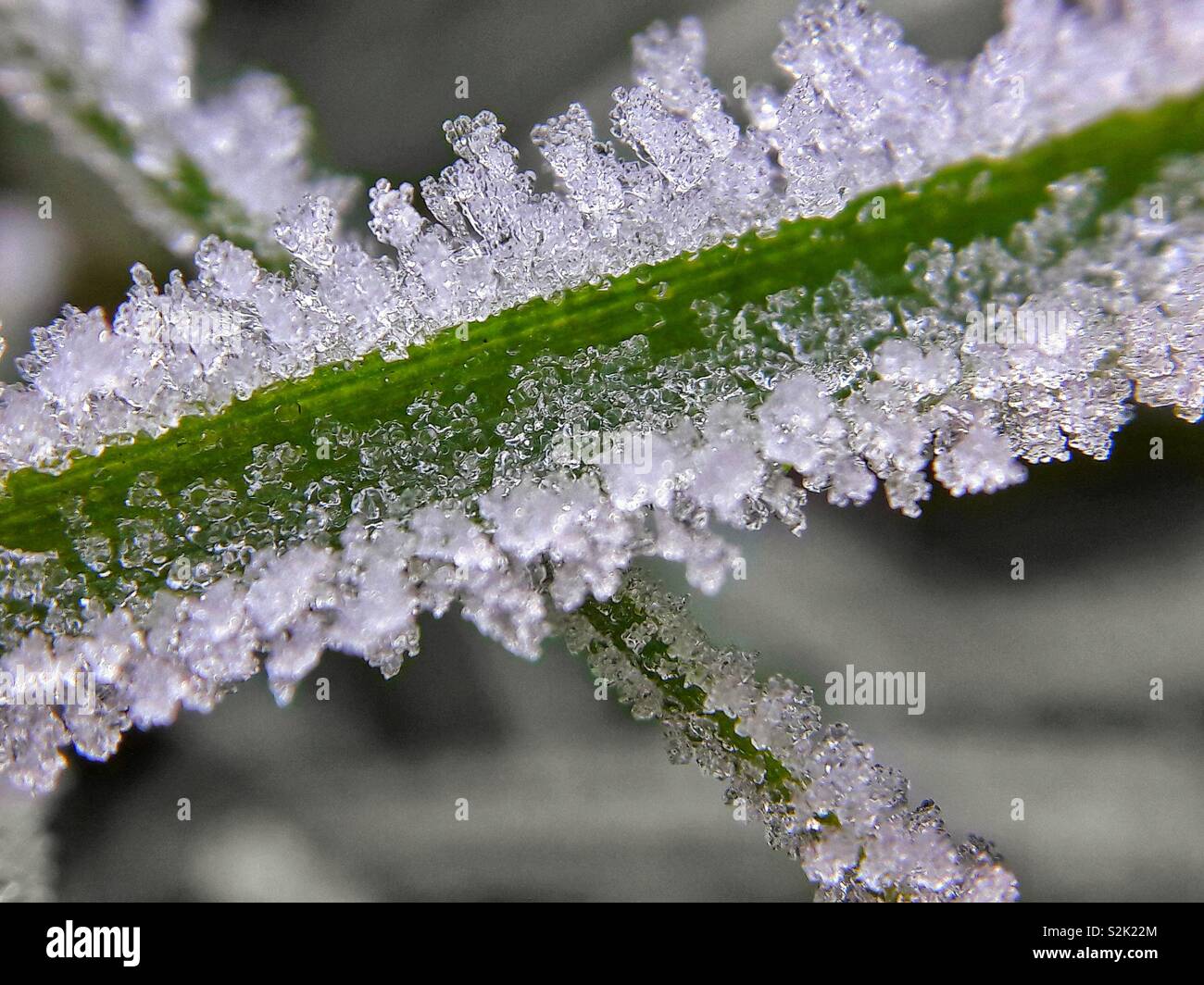 Ice on grass Stock Photo