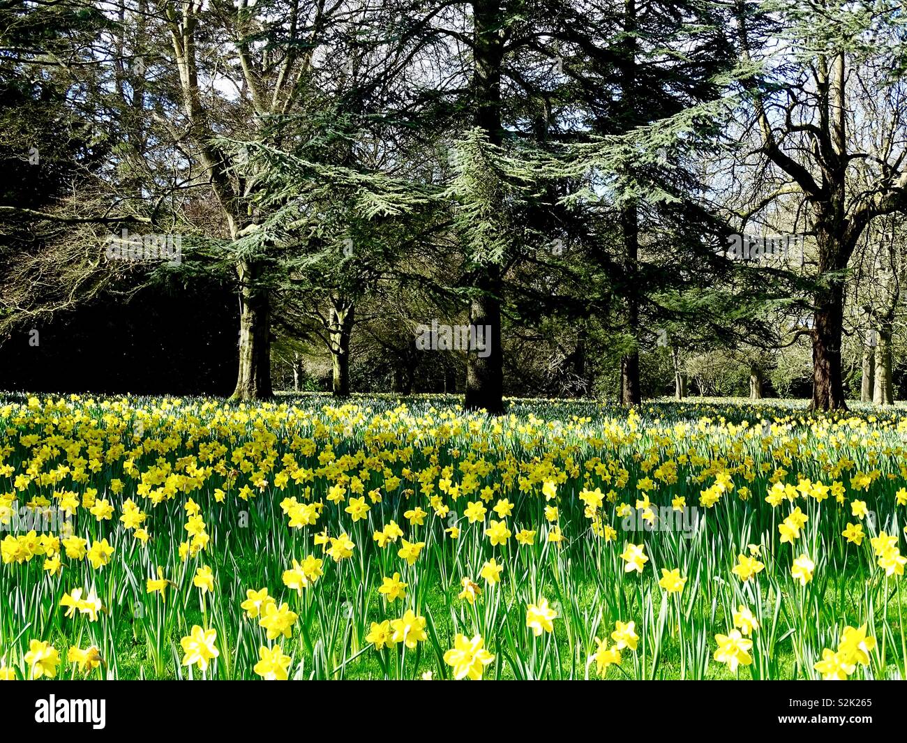 Field of daffodils hires stock photography and images Alamy