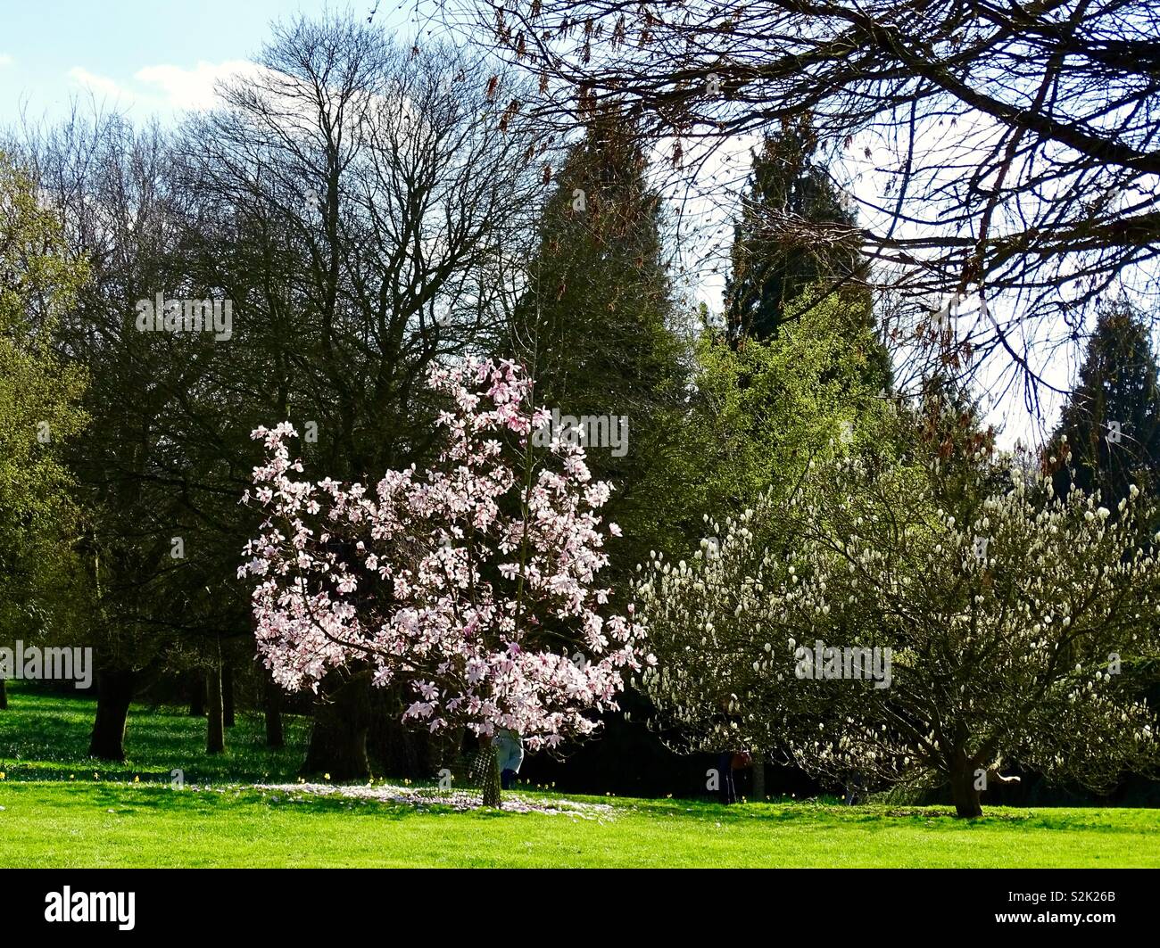 Pink magnolia tree in flower in the spring sunshine Stock Photo - Alamy