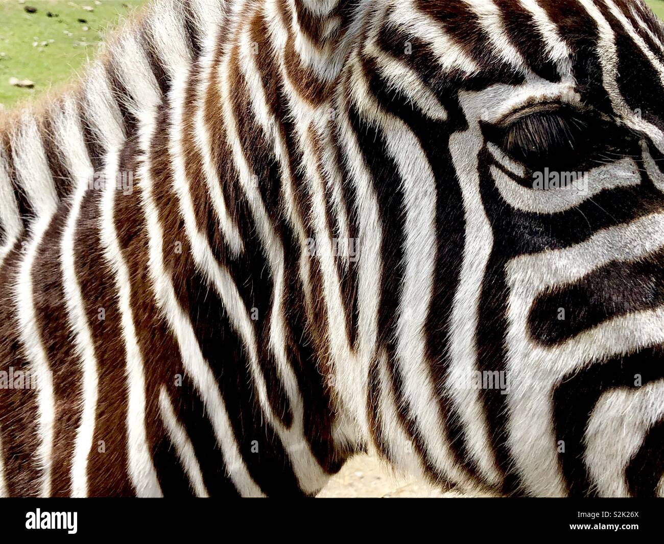 Zebra profile - Smartphone Captured Stock Image