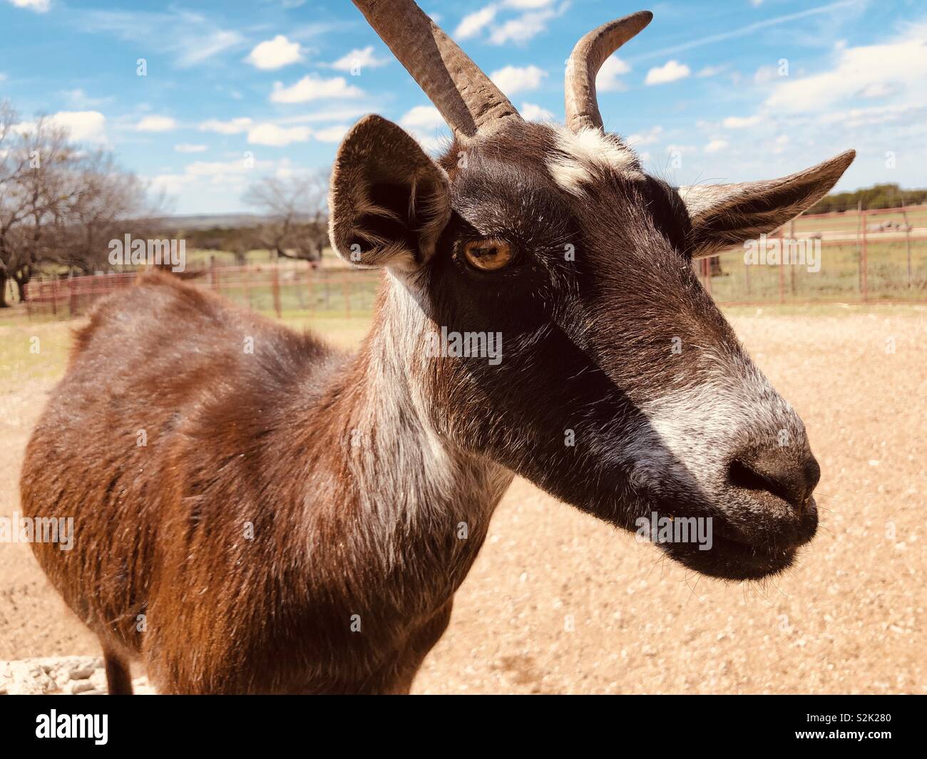 Goat at a petting zoo - Smartphone Captured Stock Image