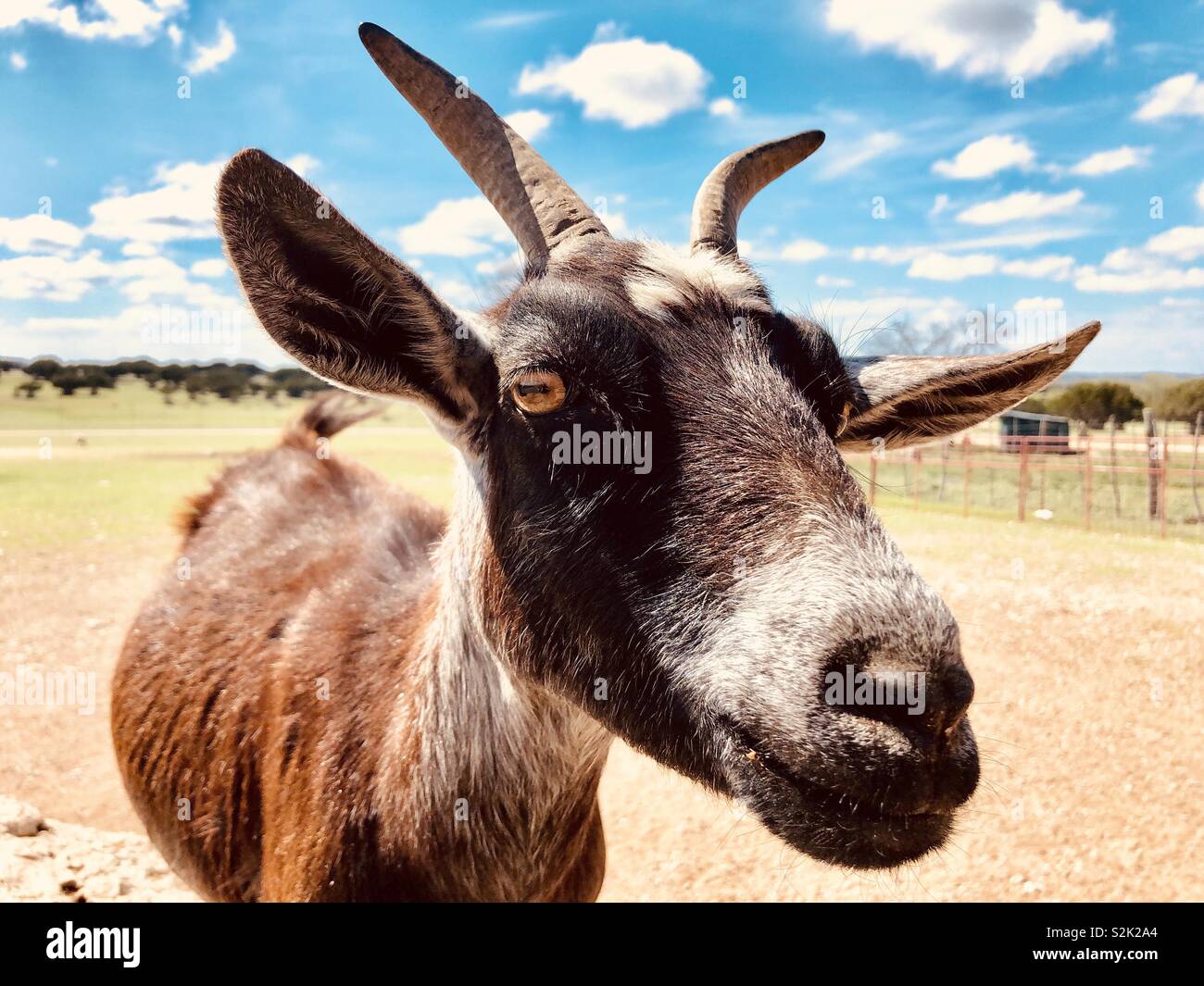 Baby goat petting zoo hires stock photography and images Alamy