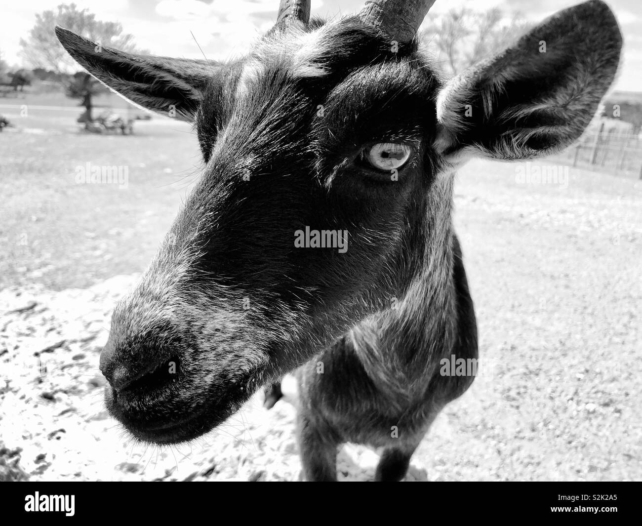 Black and white image of a goat Stock Photo