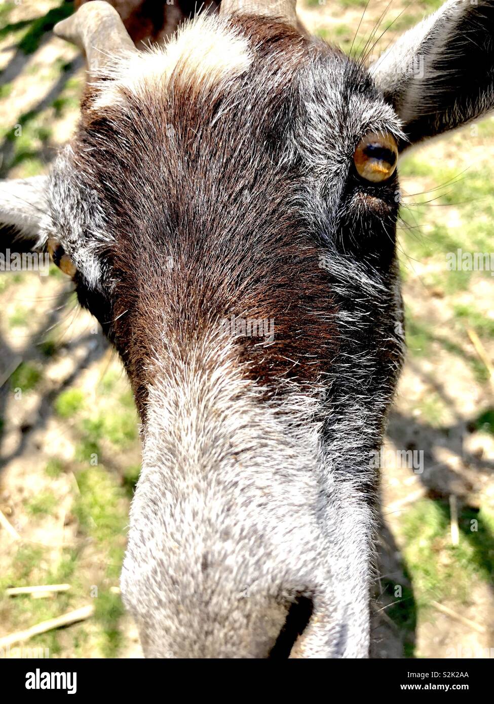 Close up of a goat’s face - Smartphone Captured Stock Image