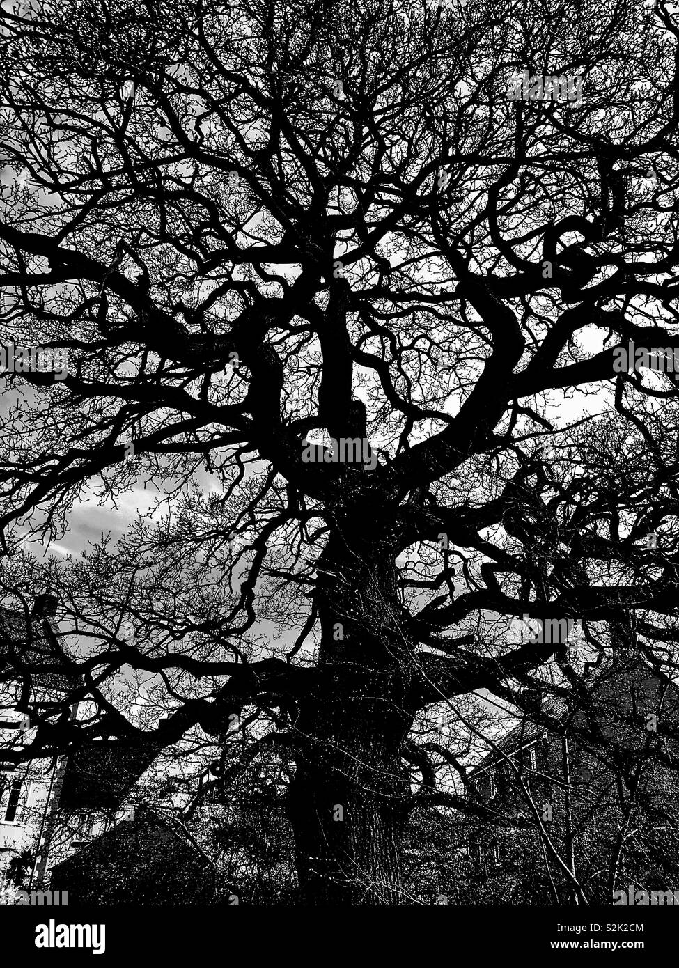 Black and white winter leafless oak tree with housing behind Stock Photo