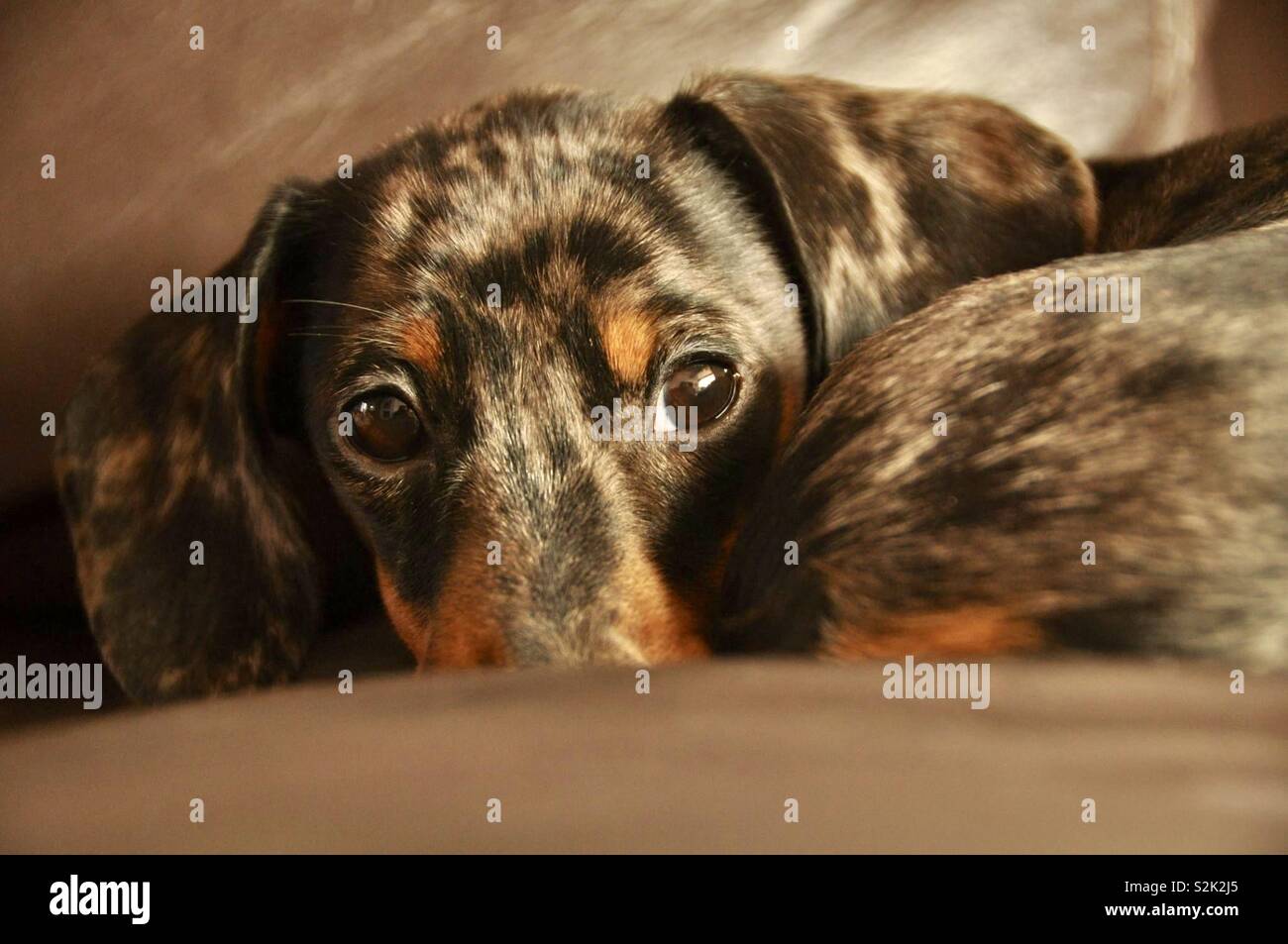 Silver dapple miniature dachshund. Stock Photo