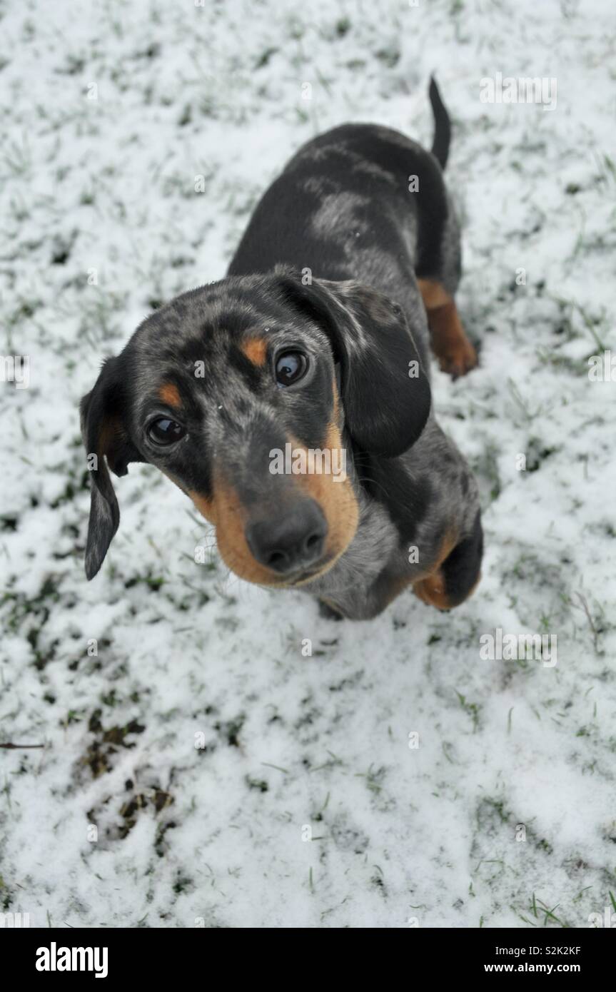 Dachshund in the snow Stock Photo