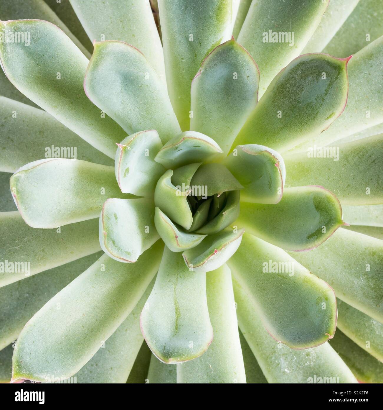 A close up of a green and lush succulent plant in a square frame with copy space - Smartphone Captured Stock Image