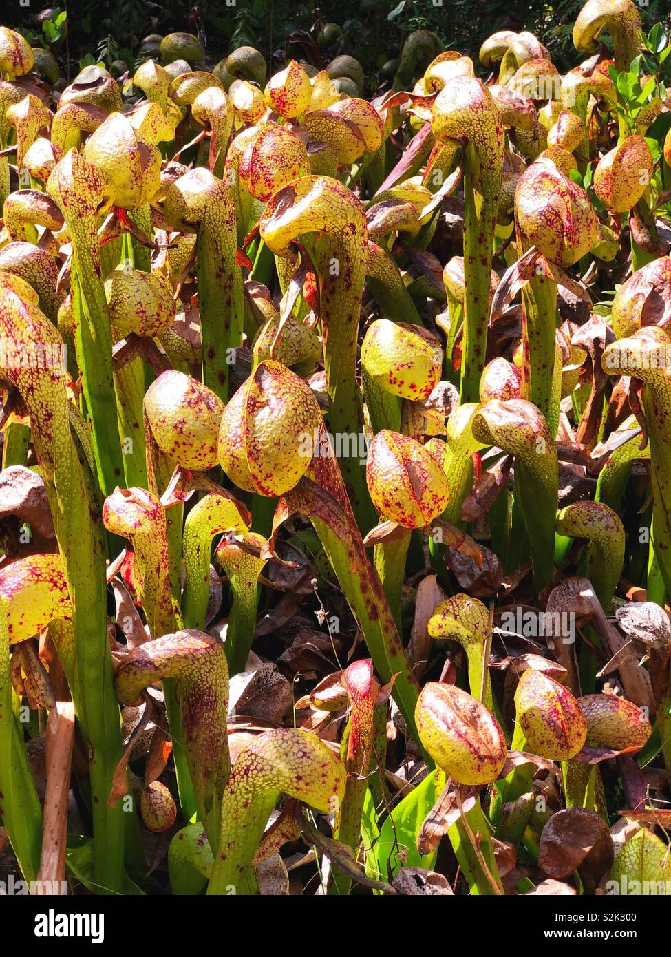 Cobra lilies growing at Darlingtonia State Natural Site in Florence, Oregon, USA. Stock Photo