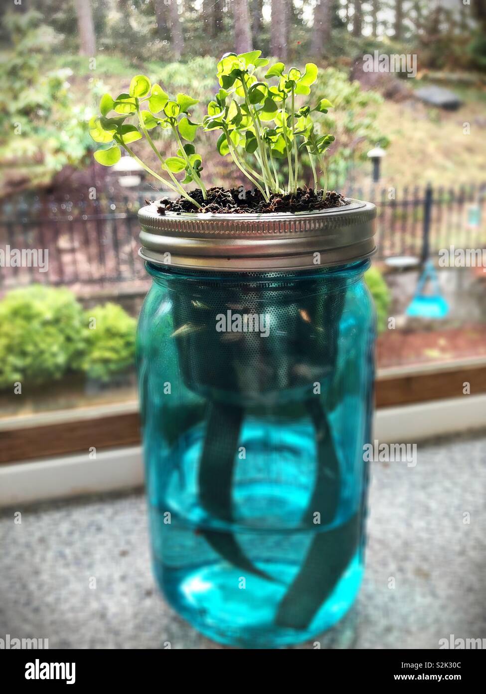 Basil sprouts growing from a garden jar Stock Photo Alamy